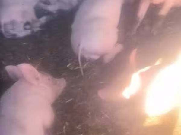 Verrat, Porcs — Hongrie