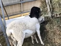 Schaf, Dorper sheep — Foto 3
