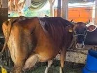 Cow, Cattle — photo 3