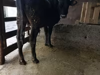 Byk, Russian Black pied cattle — zdjęcie 3