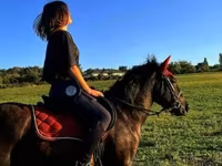 公马, Hucul pony — 照片 1