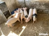 Cerdos (lote, sexo no especificado), Cerdos — foto 3