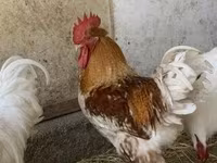 Plymouth Rock — zdjęcie 2