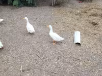 Nemački pekin — fotografija 4