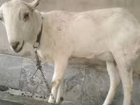 Jarac, Barbari goats — fotografija 3