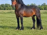Hengst, Hungarian horse breed — Foto 4