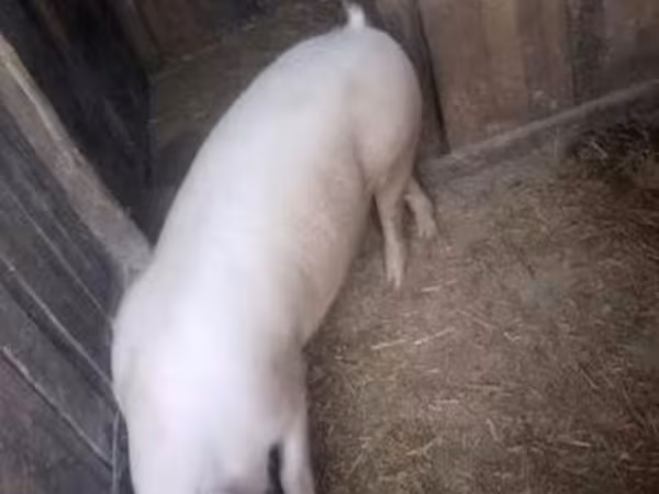 Eber, Schweine