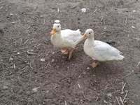Ducks — fotografija 2