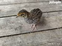 Quails — الصورة 6