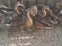 Ducks — zdjęcie 2