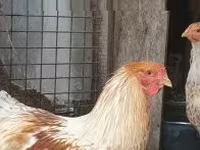 Brahma — fotografija 2
