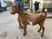 Billy Goat, Goats — photo 2