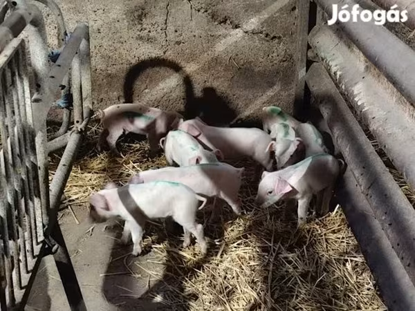 Säue, Schweine