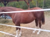 Kobyła, Dutch warmblood horse — zdjęcie 2