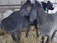 雄羊, Blackheaded Persian sheep — 写真 1