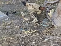 Chickens — fotografija 3