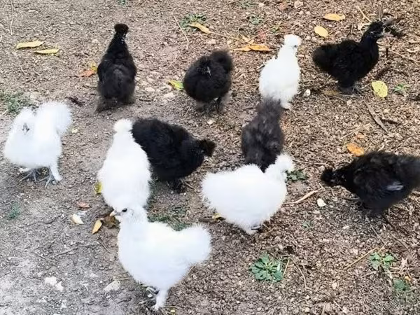 Seidenhuhn
