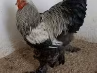 Brahma — fotografija 3