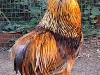 Chickens — fotografija 2