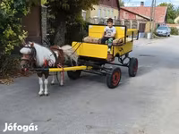 公马, Horses — 照片 3