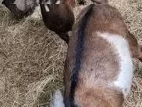 Cabro, Cabras — foto 2