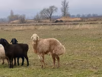 Carneiro, Arashan sheep — foto 5