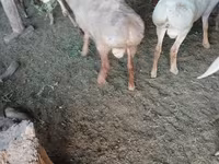 Ovan, Rhon sheep — fotografija 3