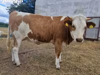 Krava, Simmental cattle — fotografija 8