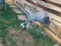 تيس, Nubian Goat — الصورة 3