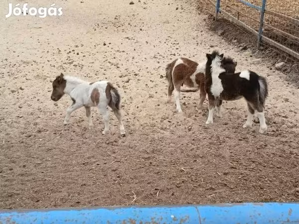घोड़ा, Shetland Pony