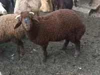 Ovce (partija, pol nije naveden), Red Karaman sheep — fotografija 2