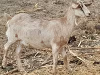 Koza, Nubian Goat — fotografija 2