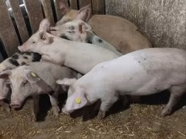 Porca, Porcos