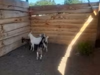 Ziegenbock, Ziegen — Foto 1
