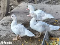 Ducks — 照片 2