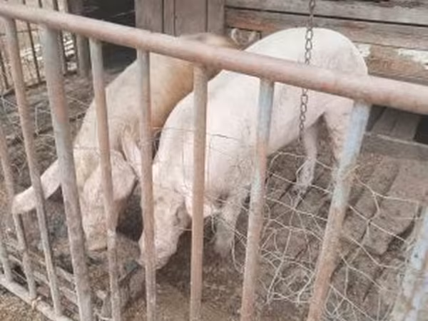 母猪, Крупная белая