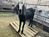 Bode, Nubian Goat — foto 2