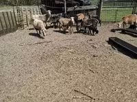 Қойлар (топ, жынысы көрсетілмеген), Cameroon sheep — 6-сурет