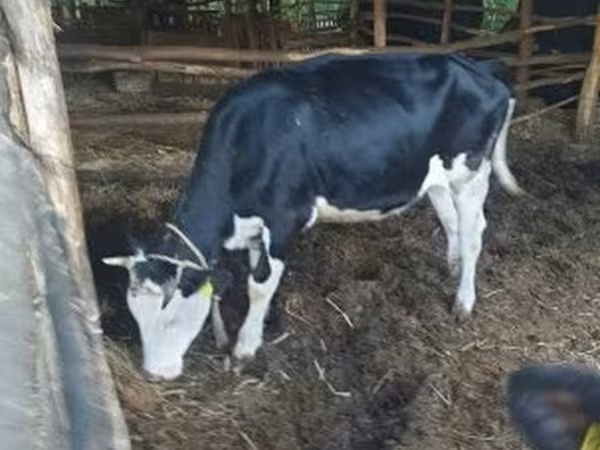 母牛, Russian Black pied cattle