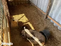 मादा सूअर, सूअर — फ़ोटो 5