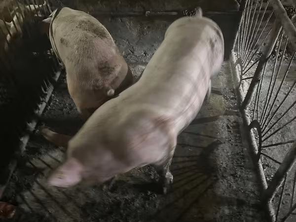 Қабан, Шошқалар