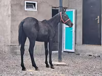 Pastuv, Thoroughbred horse — fotografija 2