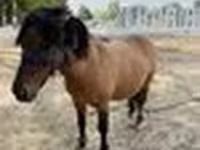 Pferde (Partie, Geschlecht nicht angegeben), Australian Pony — Foto 6