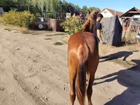 Cheval, Chevaux — photo 7