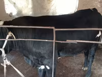 Bull, Aberdeen-Angus — photo 2