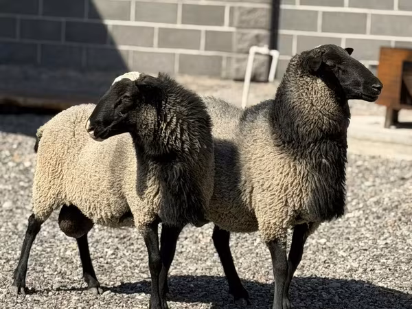Qoʻchqor, Hissar sheep