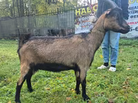 Koza, Alpine goat — fotografija 1