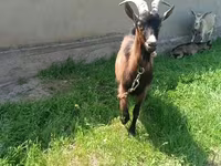 Echki, Czech Brown Shorthaired goats — 2-rasm