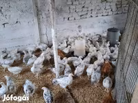 Chickens — fotografija 4