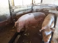 Locha, Świnie — zdjęcie 4